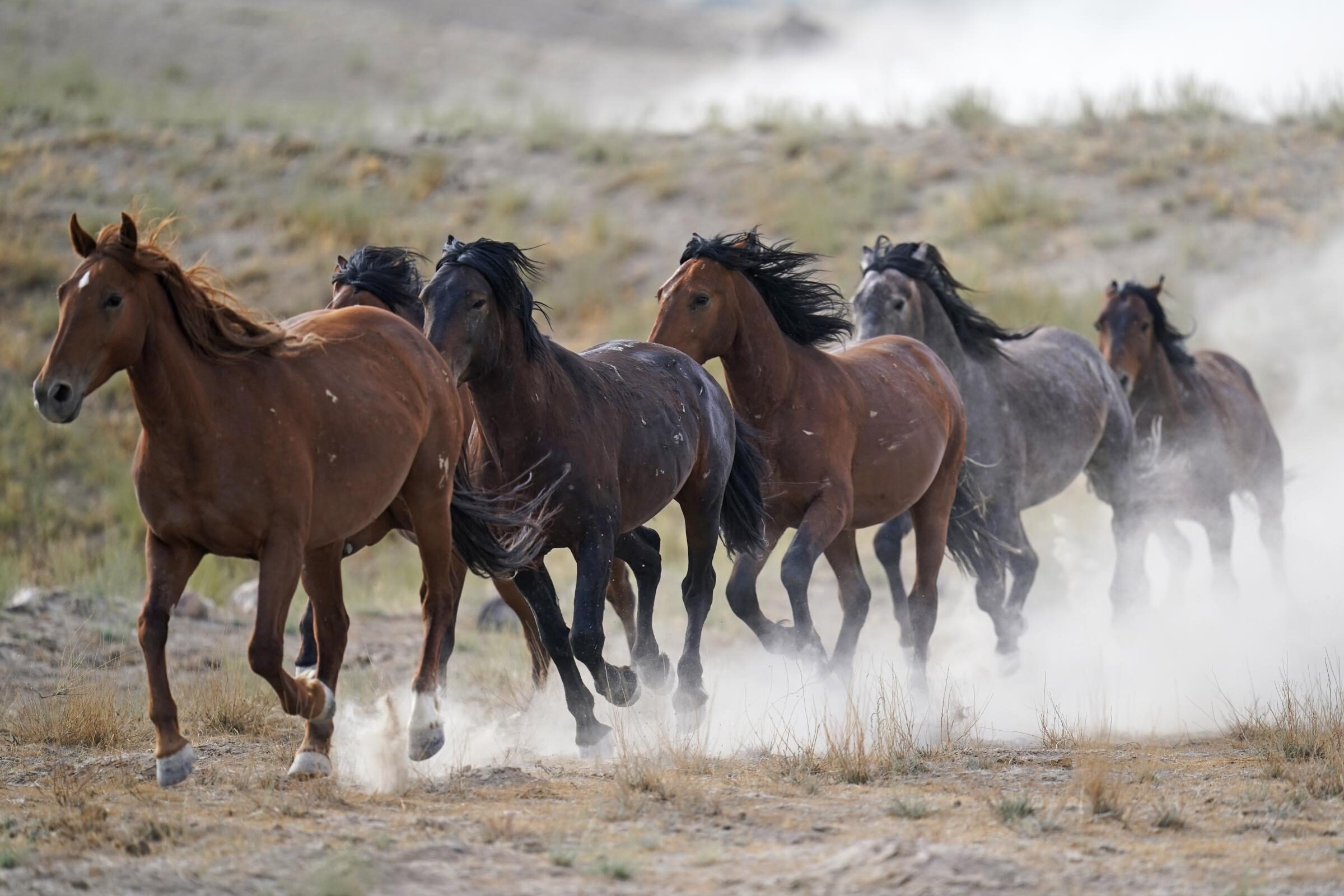 Wild Nevada horses running through the desert